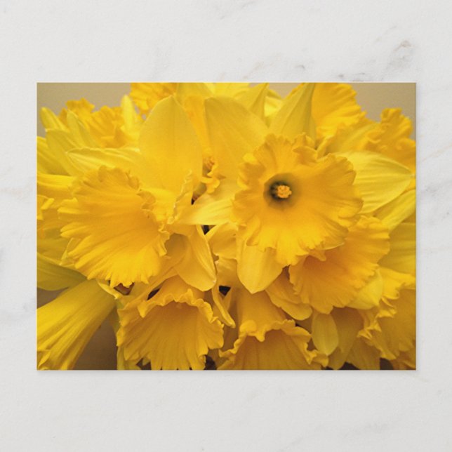 Cartão Postal Buquê de Narcisos (Frente)