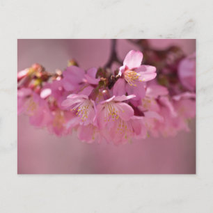 Cartão Postal Buquê Delicado Rosa de Flores de Cerejeira Sakura