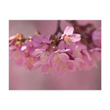 Buquê Delicado Rosa de Flores de Cerejeira Sakura