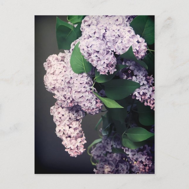 Cartão Postal Buquê Lilac com Vignette (Frente)