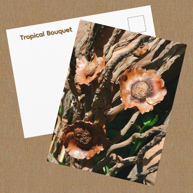 Cartão Postal Buquê Tropical Coco Seco Botânico (Criador carregado)