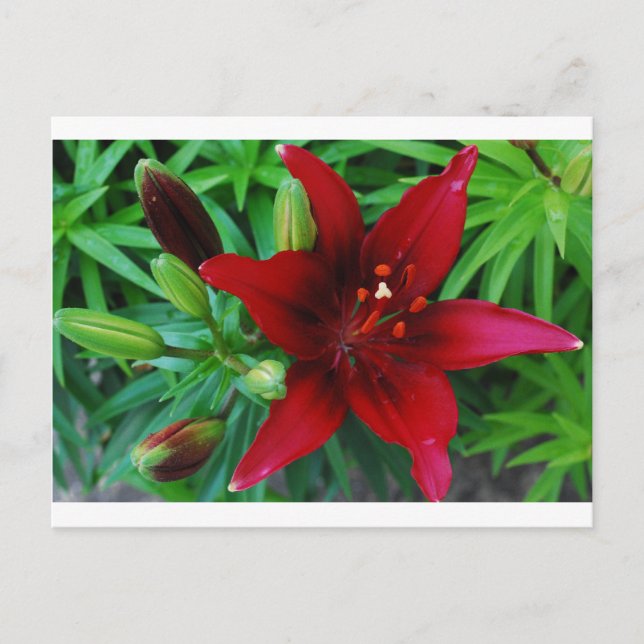Cartão Postal Burgundy Lily (Frente)