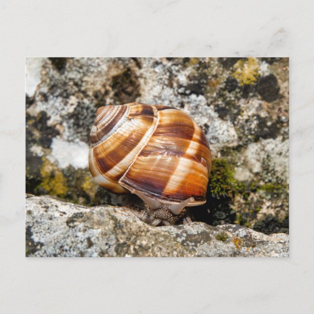 Cartão Postal Burgundy snail  (Frente)