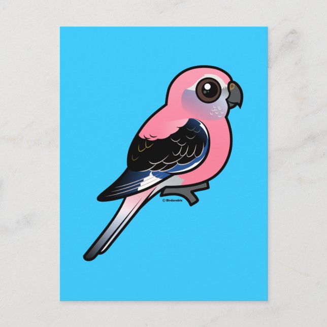 Cartão Postal Burke's Parakeet (Frente)