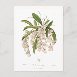 Cartão Postal Burlingtonia venusta