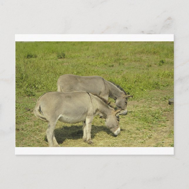 Cartão Postal burro (Frente)