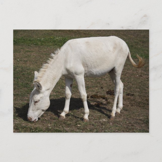 Cartão Postal Burro Branco Austríaco-Húngaro (Frente)