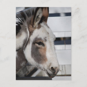 Cartão Postal burro de munição