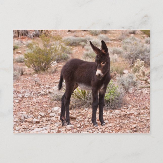 Cartão Postal Burro Foal (Frente)