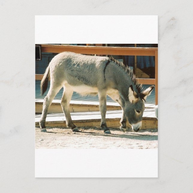Cartão Postal Burro na Cidade (Frente)
