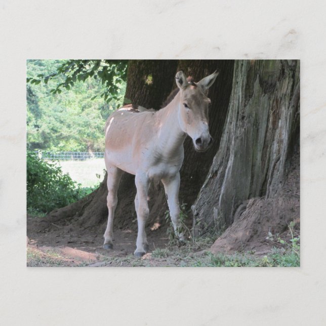 Cartão Postal Burro Pequeno (Frente)