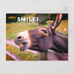 Cartão Postal Burro Sorridente Texto Personalizado Foto Divertid