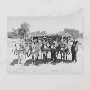 Cartão Postal Burros