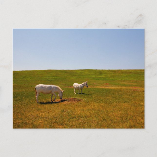 Cartão Postal Burros, Custer State Park, Dakota do Sul (Frente)