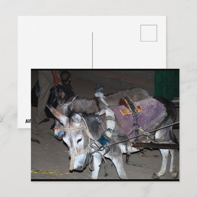Cartão Postal Burros de Luxor (Frente/Verso)
