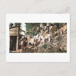 Cartão Postal Burros na Silver Mine Colorado 1904
