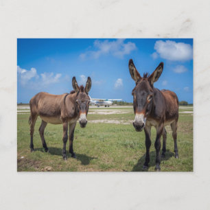 Cartão Postal Burros no aeroponto