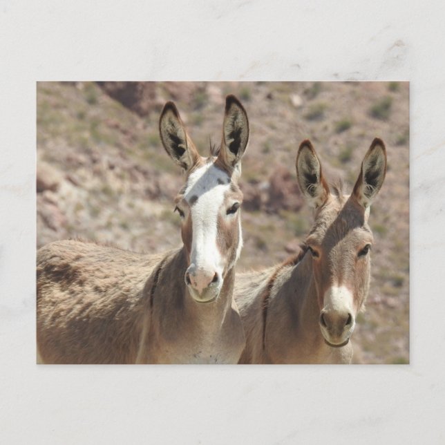 Cartão Postal Burros selvagens, burros, animais selvagens, posta (Frente)