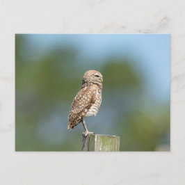 Cartão Postal Burrowing Owl na Flórida