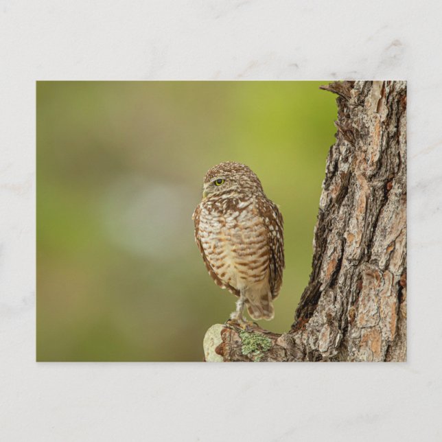 Cartão Postal Burrowing Owl na Flórida (Frente)