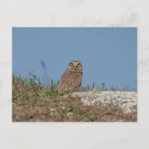 Burrowing Owl na Flórida