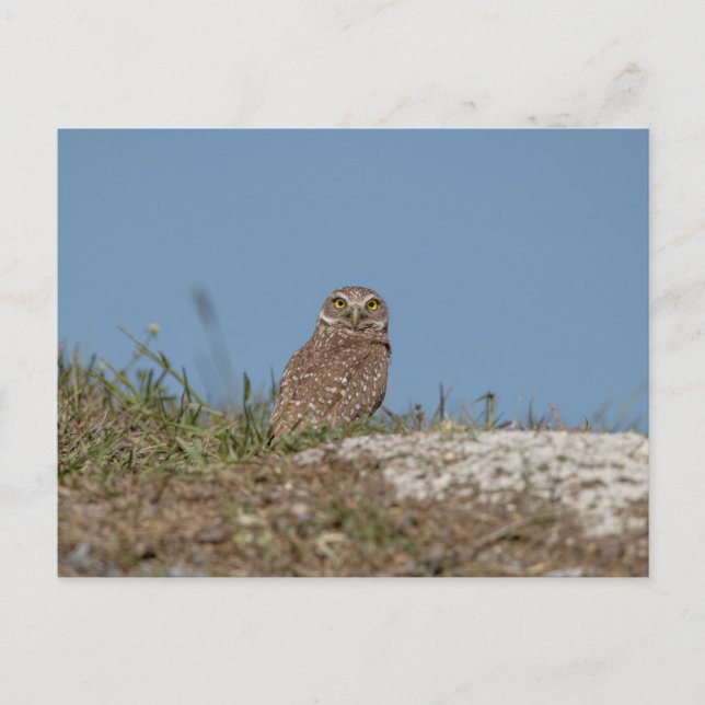 Cartão Postal Burrowing Owl na Flórida (Frente)