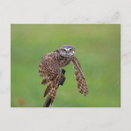 Cartão Postal Burrowing Owl na Flórida
