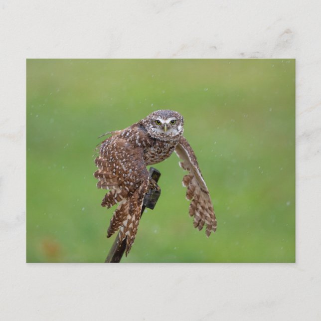Cartão Postal Burrowing Owl na Flórida (Frente)
