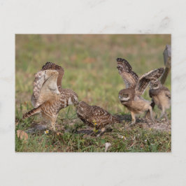 Cartão Postal Burrowing Owl na Flórida