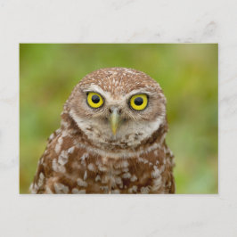 Cartão Postal Burrowing Owl na Flórida