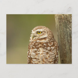 Cartão Postal Burrowing Owl na Flórida