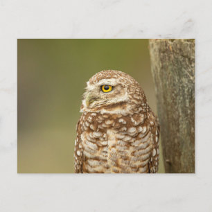 Cartão Postal Burrowing Owl na Flórida