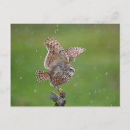 Cartão Postal Burrowing Owl na Flórida