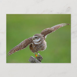 Cartão Postal Burrowing Owl na Flórida
