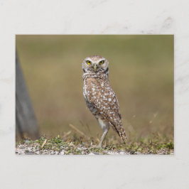 Cartão Postal Burrowing Owl na Flórida