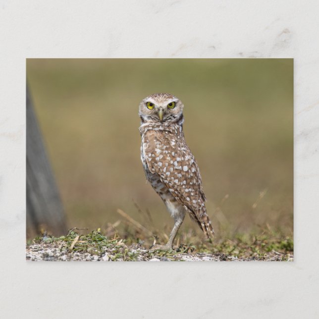 Cartão Postal Burrowing Owl na Flórida (Frente)