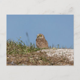 Cartão Postal Burrowing Owl na Flórida