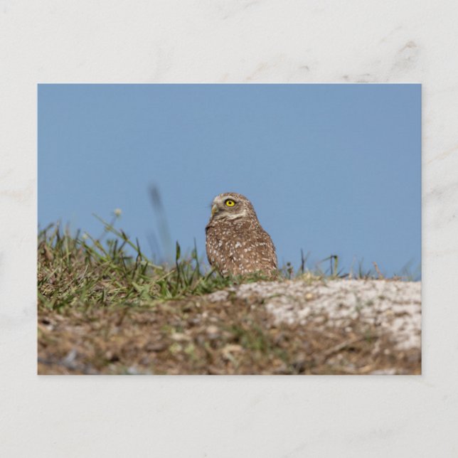 Cartão Postal Burrowing Owl na Flórida (Frente)
