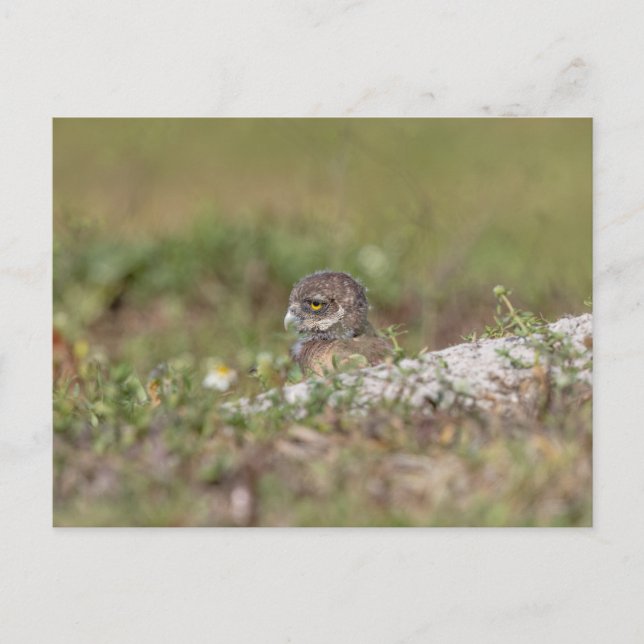 Cartão Postal Burrowing Owl na Flórida (Frente)