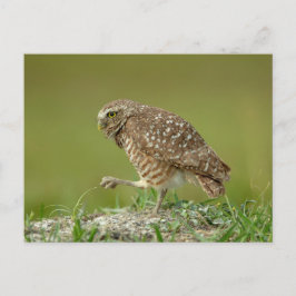 Cartão Postal Burrowing Owl na Flórida