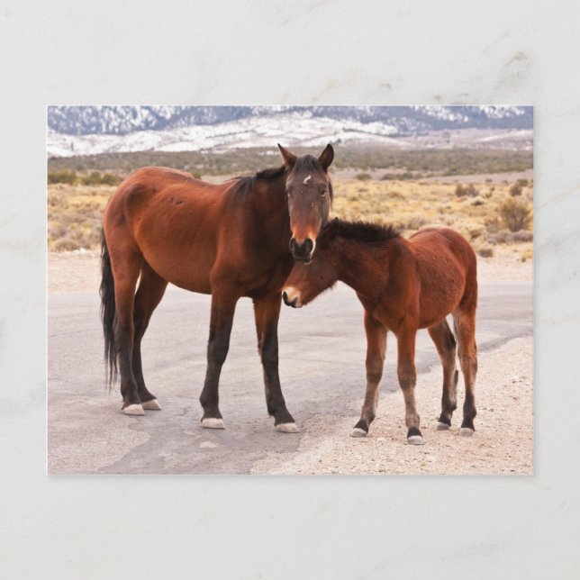 Cartão Postal Buscando conforto (Frente)