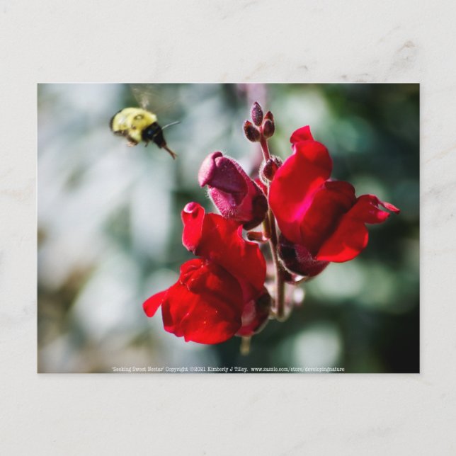Cartão Postal Buscando Néctar Doce (Frente)