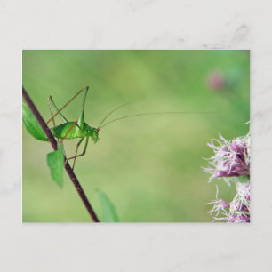 Cartão Postal Bush-Cricket Espectrado (Leptophyes punctatissima)