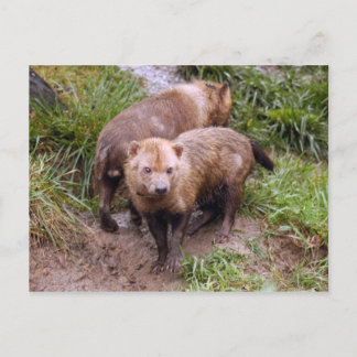 Cartão Postal bush-dog-b-2