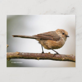 Cartão Postal Bushtit Jovem Bonito na Árvore Híbrida de Frutas