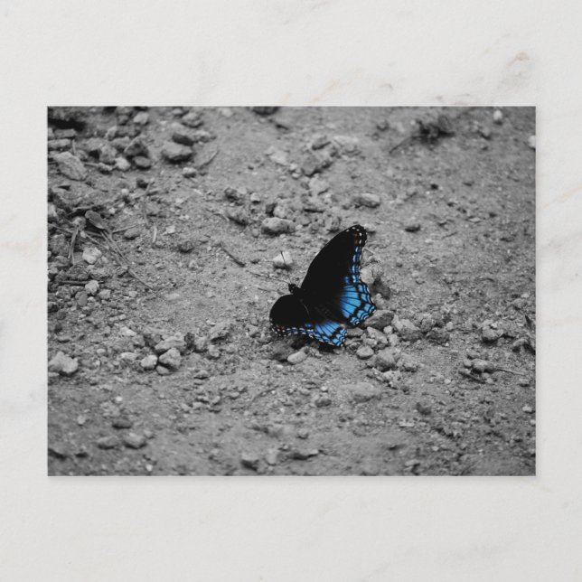 Cartão postal Butterfly 2 (Frente)
