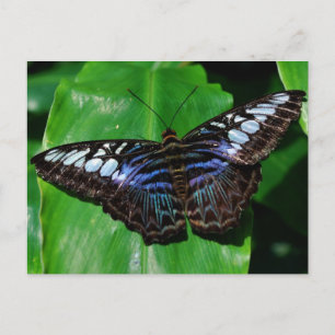 Cartão postal Butterfly 5