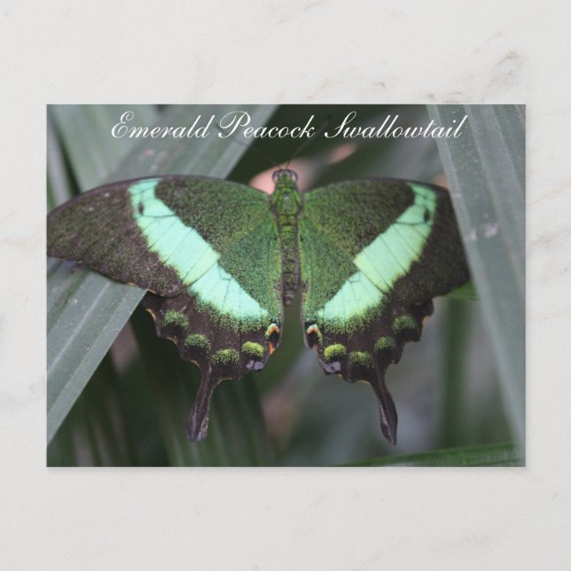 Cartão Postal Butterfly Emerald Peacock Swallowtail # 2 (Frente)