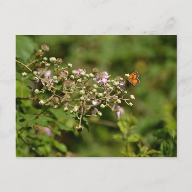 Cartão Postal Butterfly on a flower (Frente)