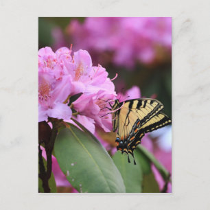 Cartão Postal Butterfly Paradise